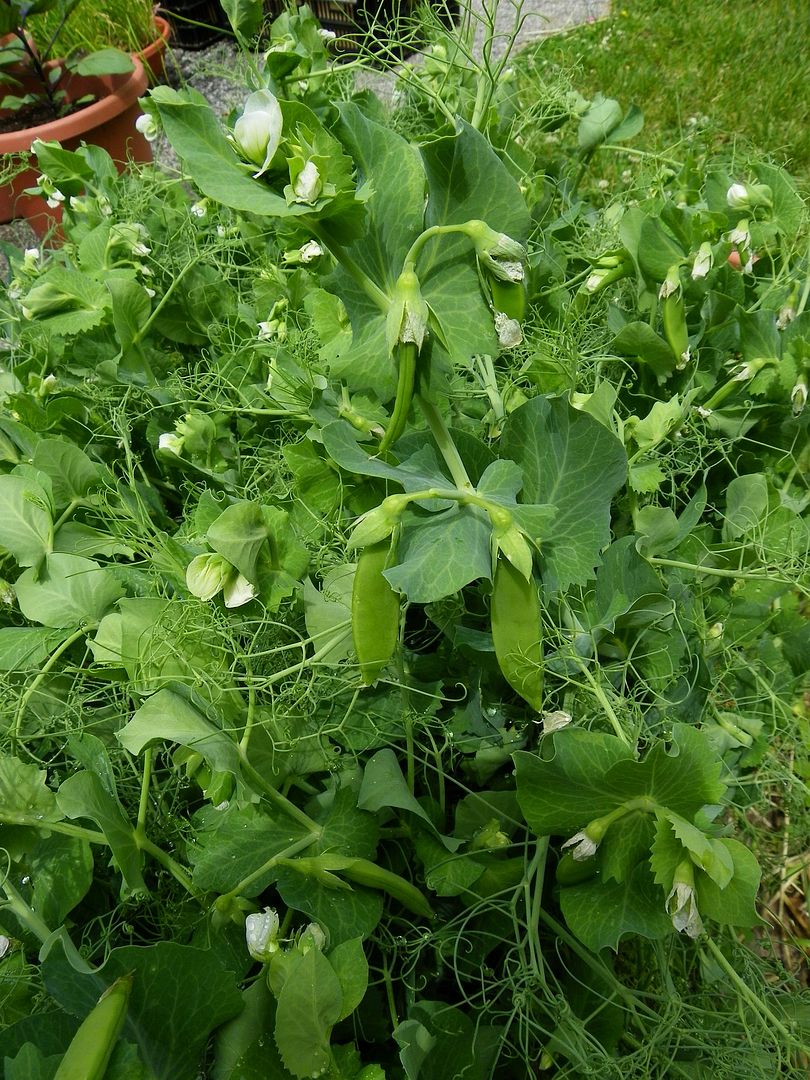  photo peas2_zpsb8448db5.jpg